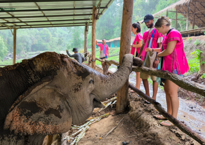 joy elephant sanctuary, joy elephant sanctuary chiang mai