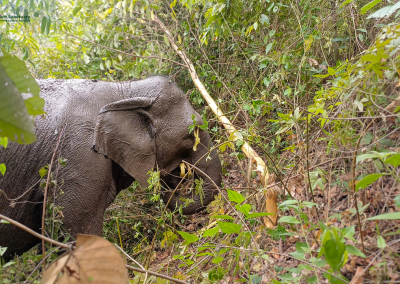 joy elephant sanctuary, joy elephant sanctuary chiang mai