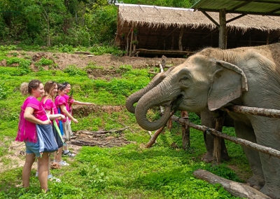 joy elephant sanctuary, joy elephant sanctuary chiang mai