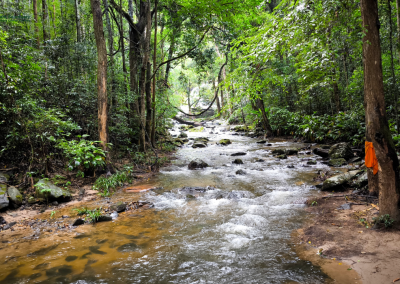 elephant observation and hiking doi inthanon, elephant observation and trekking doi inthanon, elephant observation and doi inthanon hike, elephant observation and doi inthanon trek, elephant surveying and doi inthanon hiking, doi inthanon hiking, doi inthanon trekking