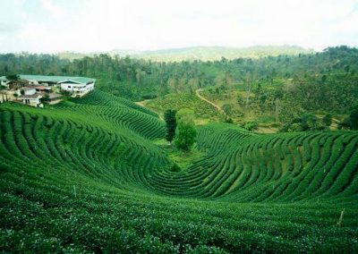 choui fong tea plantation, chouifong tea plantation, choui fong tea, chouifong tea