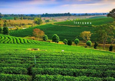 choui fong tea plantation, chouifong tea plantation, choui fong tea, chouifong tea