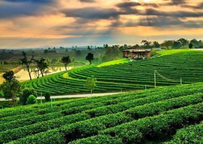 choui fong tea plantation, chouifong tea plantation, choui fong tea, chouifong tea