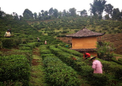 ban rak thai, baan rak thai, ban rak thai village, rak thai village, baan rak thai village, ban rak thai maehongson, rak thai village maehongson