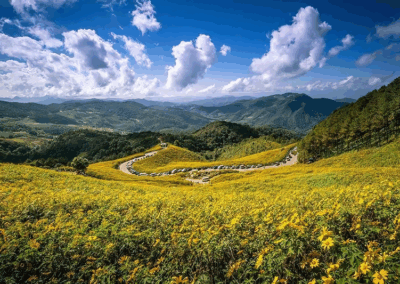 thung bua tong fields at doi mae u kho, bua tong fields doi mae u kho, bua tong fields at doi mae u kho, mexican sunflowers at doi mae u kho, doi mae u kho mexican sunflowers, doi mae u kho, doi mae u kho, thung dok bua tong at doi mae u-kho