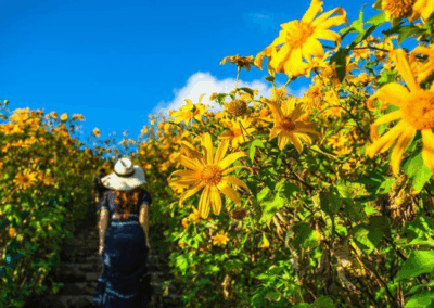 thung bua tong fields at doi mae u kho, bua tong fields doi mae u kho, bua tong fields at doi mae u kho, mexican sunflowers at doi mae u kho, doi mae u kho mexican sunflowers, doi mae u kho, doi mae u kho, thung dok bua tong at doi mae u-kho
