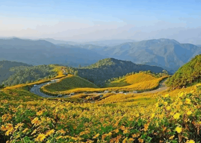 thung bua tong fields at doi mae u kho, bua tong fields doi mae u kho, bua tong fields at doi mae u kho, mexican sunflowers at doi mae u kho, doi mae u kho mexican sunflowers, doi mae u kho, doi mae u kho, thung dok bua tong at doi mae u-kho