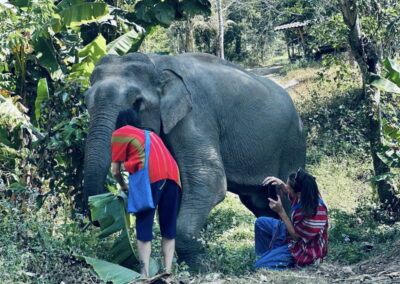 Elephant Family Chiang Rai, half day elephant chiang rai, elephant sanctuary chiang rai, karen ruammit elephant camp, chiang rai elephant bathing tour, elephant experience chiang rai, ethical elephant tour chiang rai, elephant feeding chiang rai, chiang rai elephant half day tour