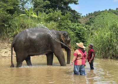Elephant Family Chiang Rai, half day elephant chiang rai, elephant sanctuary chiang rai, karen ruammit elephant camp, chiang rai elephant bathing tour, elephant experience chiang rai, ethical elephant tour chiang rai, elephant feeding chiang rai, chiang rai elephant half day tour