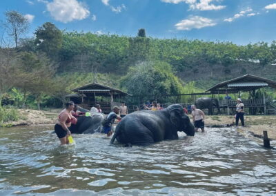 Elephant Family Chiang Rai, half day elephant chiang rai, elephant sanctuary chiang rai, karen ruammit elephant camp, chiang rai elephant bathing tour, elephant experience chiang rai, ethical elephant tour chiang rai, elephant feeding chiang rai, chiang rai elephant half day tour